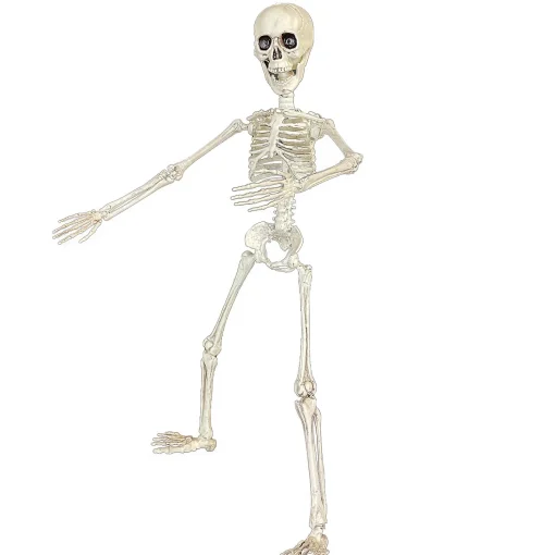 19" Poseable Skeleton Decoration