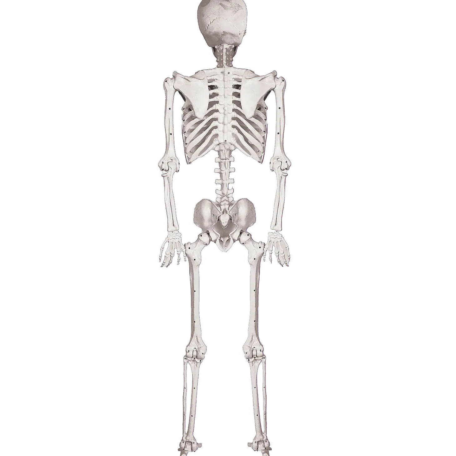 5 Ft. Skeleton Pose & Hold Halloween Decoration