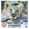 Lion 100 Piece Photographic Collection Jigsaw Puzzle