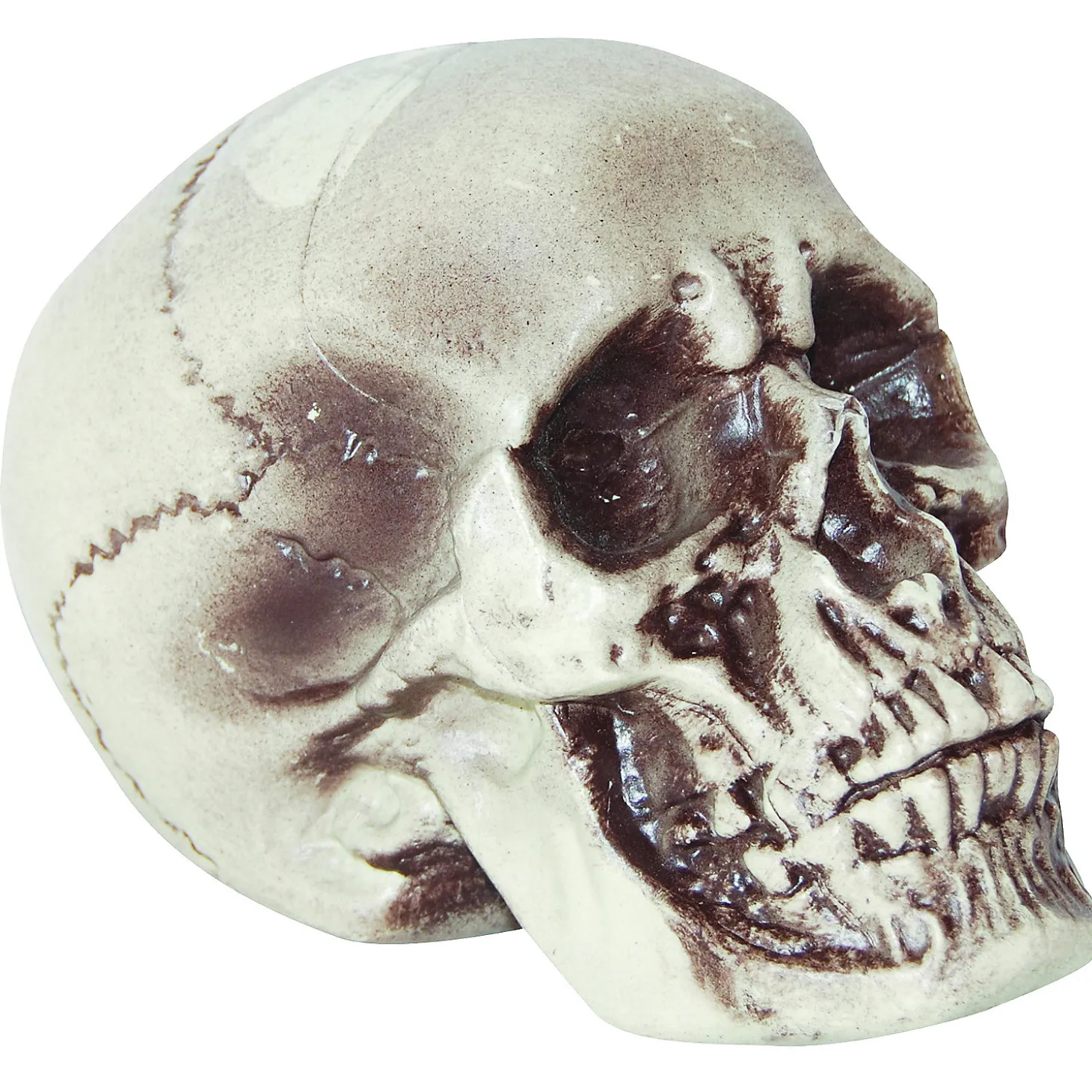 Realistic Skull Decoration