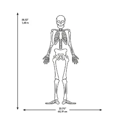 Roommates Skeleton Glow In The Dark Peel And Stick Giant Wall Decals