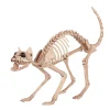 Skeleton Cat