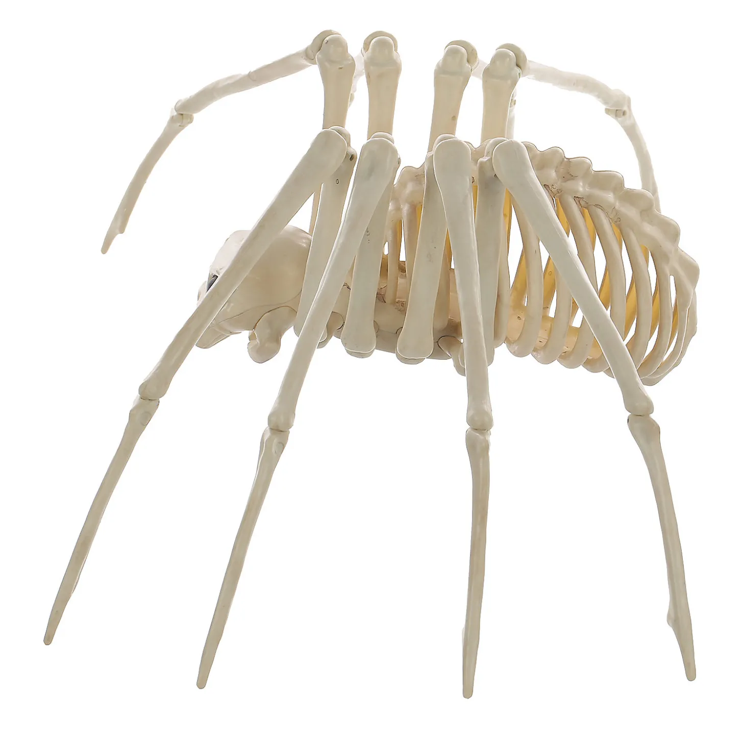 Skeleton Spider Prop