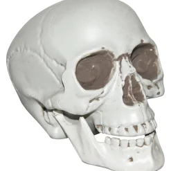 Skull With Moveable Jaw Halloween Decoration